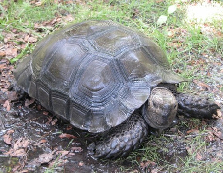 Rùa núi nâu có tên khoa học là Manouria emys, còn được gọi là rùa nâu Châu Á, là loài rùa cạn lớn nhất Châu Á và đứng thứ 4 trên thế giới. Trọng lượng của con trưởng thành khoảng 25kg trong điều kiện tự nhiên và có thể lớn hơn rất nhiều nếu nuôi nhốt ở các khu bảo tồn.
