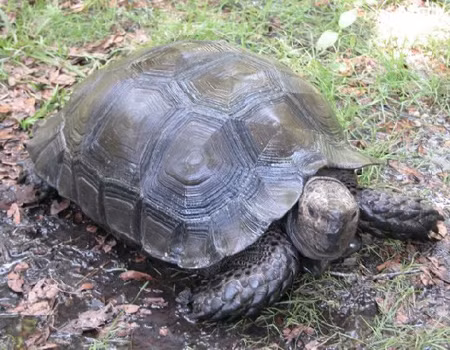 Rùa núi nâu có tên khoa học là Manouria emys, còn được gọi là rùa nâu Châu Á, là loài rùa cạn lớn nhất Châu Á và đứng thứ 4 trên thế giới. Trọng lượng của con trưởng thành khoảng 25kg trong điều kiện tự nhiên và có thể lớn hơn rất nhiều nếu nuôi nhốt ở các khu bảo tồn.