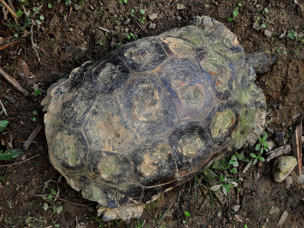 Các chi trước của rùa núi nâu thường có kích thước lớn hơn các chi sau và được phủ bởi lớp vảy khá to. Mỗi chân thường có 4 hoặc 5 móng vuốt sắc nhọn. Bàn chân sau của loài rùa cạn này khá rộng, giúp chúng đứng vững trong quá trình di chuyển.