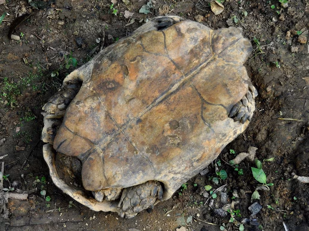 Rùa núi nâu thường phân bố chủ yếu ở một số nước Nam Á và Đông Nam Á. Cụ thể là các nước Bangladesh, Ấn Độ, Thái Lan, Myanmar, Indonesia và Việt Nam. Môi trường sống của rùa núi nâu là ở khu vực rừng nhiệt đới, các cao nguyên. Nhiệt độ tốt nhất để chúng sinh sống là từ 13 đến 29 độ C và độ ẩm khoảng 60 đến 100%. Rùa núi nâu thường sinh sống ở những nơi gần nguồn nước như ao, suối và chúng không bao giờ đi quá xa những khu vực này. Khi khí hậu quá nóng thì chúng thường chui vào các khu đất ẩm hoặc dưới lớp lá cây.