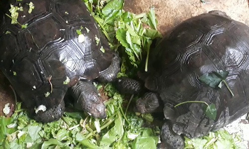 Đúng như tên gọi rùa núi nâu, toàn thân của loài rùa cạn này được bao phủ bởi màu nâu đất hoặc xám đen. Phần đầu có kích thước vừa phải, mõm hơi nhọn.