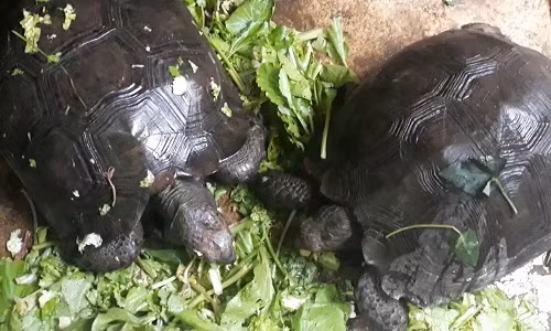 Đúng như tên gọi rùa núi nâu, toàn thân của loài rùa cạn này được bao phủ bởi màu nâu đất hoặc xám đen. Phần đầu có kích thước vừa phải, mõm hơi nhọn.