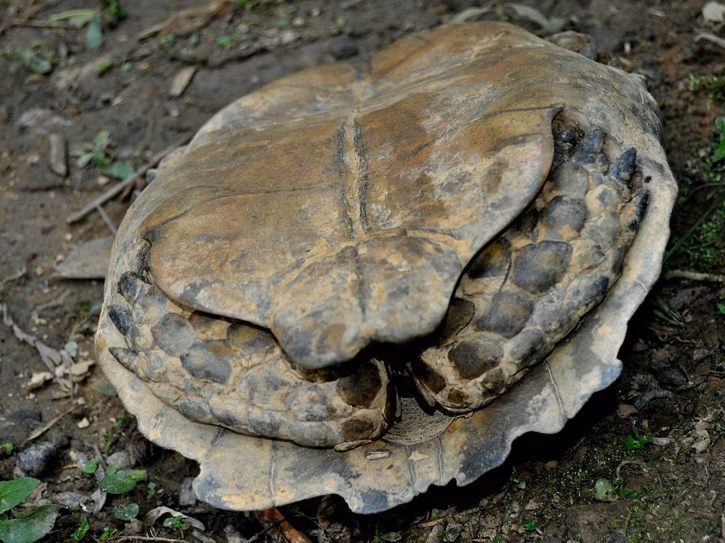 Cũng giống như một số loài rùa cạn khác, số lượng rùa núi nâu cũng đang giảm nhanh chóng. Ở Châu Á, rùa thường bị săn bắt để sử dụng vào mục đích làm món ăn và thuốc chữa bệnh. Đây là một loài động vật có giá trị khá cao nên thường là mục tiêu của những kẻ săn bắt động vật hoang dã trái phép. Rùa núi nâu được kê vào nhóm động vật nguy cấp nghiêm trọng của Sách Đỏ IUCN và phụ lục II trong công ước CITES. Đây là một trong những loài rùa trên cạn đang bị đe dọa bỏ việc tiêu thụ quá mức. Do đó, cần phải có những biện pháp mạnh mẽ để bảo vệ loài rùa núi nâu quý hiếm và các loài động vật hoang dã đang bị đe dọa tuyệt chủng.