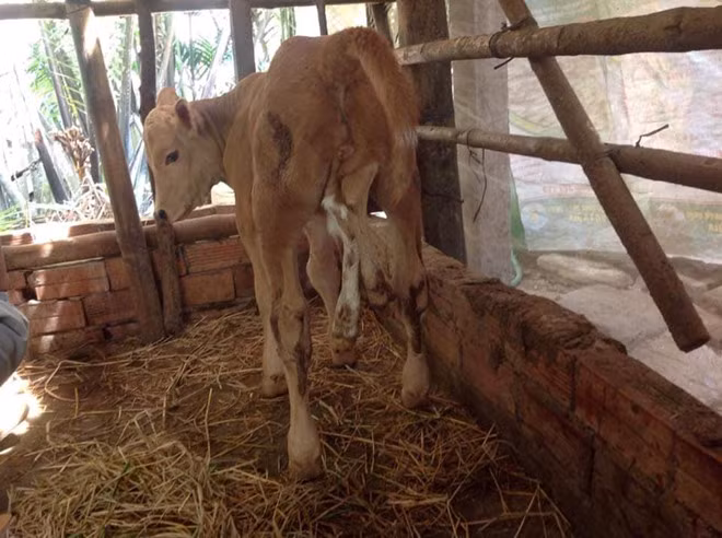 Trong những câu chuyện lạ độc ở Việt Nam 2019, không thể không nhắc đến chuyện về con bò 6 chân kỳ lạ biết chảy nước mắt khi xa mẹ, biết 'giận chủ' vì làm đau. Đó là một con bò cái nặng chừng 70 kg có đến 6 chân được một người dân nuôi dưỡng tại tổ 1, ấp Suối Lớn, xã Dương Tơ, H.Phú Quốc, Kiên Giang có nhiều biểu hiện cực kỳ tình cảm. Cuối thân sau con bò này mọc thêm 2 chi giống hệt như 2 cái chân có chiều dài khoảng 40 cm.