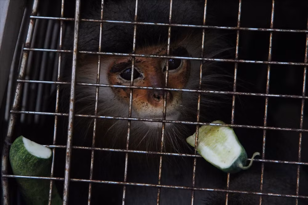 Các đối tượng khai nhận đã mua cá thể động vật hoang dã qua mạng xã hội có tên H.C.N.T với giá 1 triệu đồng. Con voọc bị nhốt trong một chiếc lồng nhỏ, đang bị yếu và tinh thần hoảng sợ. Ảnh: Lao động