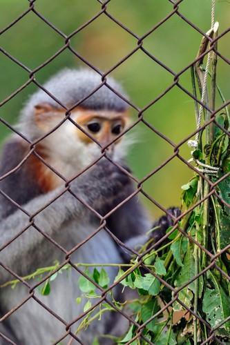 Voọc chà vá chân xám chủ yếu sống trên cây theo đàn và hoạt động vào ban ngày. Thức ăn của loài động vật đặc hữu này bao gồm lá cây, hoa và trái cây.