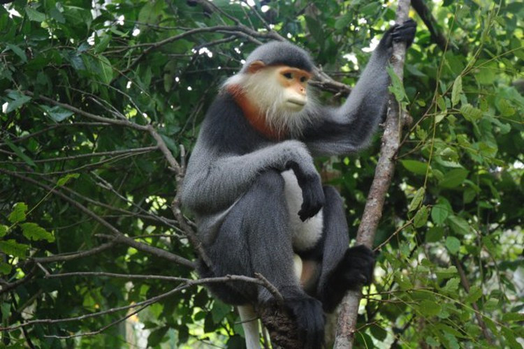 Mùa "yêu đương" của voọc chà vá chân xám bắt đầu giữa tháng 8 và tháng 12 trong khi mùa sinh sản thường diễn ra giữa tháng 1 và tháng 8.