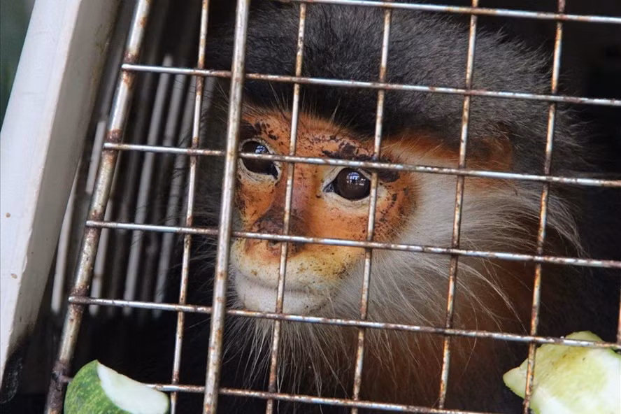 Voọc chà vá chân xám là loài đặc hữu chỉ có ở Việt Nam, có tên khoa học là Pygathrix cinerea, phân bố tại một số tỉnh Nam trung bộ như Quảng Nam, Kontum, Bình Định. Loài này hiện chỉ còn dưới 1500 cá thể do nạn chặt phá rừng những năm qua. Ảnh: Lao động