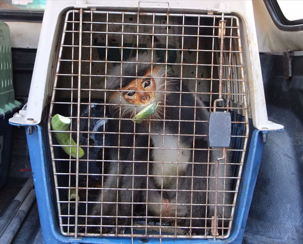 Mới đây, công an phường Phú Lợi, thành phố Thủ Dầu Một, tỉnh Bình Dương đã lập hồ sơ vụ bắt giữ hai đối tượng vận chuyển động vật hoang dã là loài voọc chà vá chân xám cực kỳ quý hiếm. Ảnh: Lao động