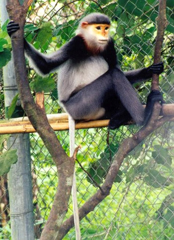 Săn bắn là mỗi đe dọa chính đối với chà vá chân xám. Chúng bị săn bắn để lấy thịt phục vụ các quán nhậu và dùng cho mục đích chữa bệnh. Xương của chúng thường dùng để nấu cao vì người ta nghĩ nó có thể cải thiện xương khớp và bệnh thận. Cao khỉ cũng được cho rằng có thể chữa biếng ăn, mất ngủ cà thiếu máu. Chà vá chân xám thường bị bắt đem đi bán. Con được bị giết còn con non được bán làm thú cảnh. Hiện chà vá chân xám nằm trong danh sách các loài cực kỳ nguy cấp trong sách đỏ của IUCN.