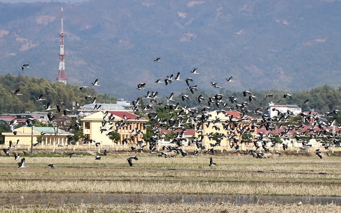 Theo ghi nhận, niều ngày qua, trên cánh đồng tại địa bàn các xã Thanh Luông, Thanh Hưng (huyện Điện Biên), có đàn cò nhạn gồm hàng nghìn con bay rợp trời, rồi sà xuống các thửa ruộng vừa cày ải, đổ nước để kiếm ăn. Ảnh: Nhân Dân
