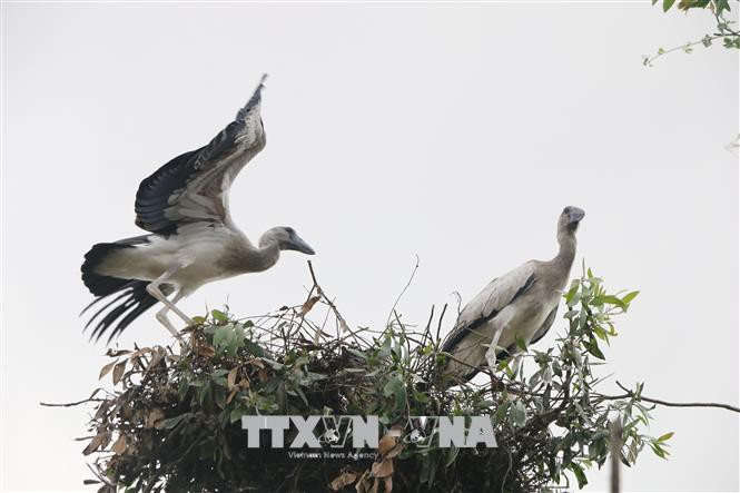 Cò nhạn (còn gọi là cò ốc), có tên khoa họa là Anastomus Oscitans, thuộc họ diệc, bộ hạc, ở bậc R (cực kỳ quý hiếm) trong sách đỏ Việt Nam. Ảnh: TTXVN