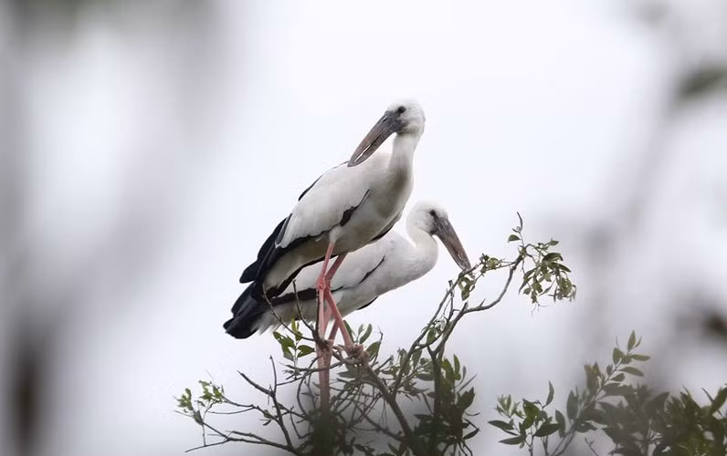 Cò nhạn sinh sản thành bầy nhưng chúng cũng có thể bỏ qua việc sinh sản trong những năm hạn hán.