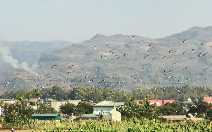 Theo đánh giá của ngành kiểm lâm tỉnh Điện Biên, việc xuất hiện trở lại loài cò nhạn nằm trong sách Đỏ Việt Nam này chứng tỏ địa bàn có sinh cảnh đa dạng, điều kiện tự nhiên phù hợp đặc tính của loài chim quý này. Được biết, đây không phải là lần đầu tiên cò nhạn xuất hiện trên địa bàn. Những năm trước, cò nhạn đã từng xuất hiện tại khu vực lòng chảo Mường Thanh và nhiều xã vùng ngoài của huyện Điện Biên, tuy nhiên, năm nay cò nhạn xuất hiện muộn hơn và có khả năng nhiều hơn những năm trước. Ảnh: Nhân Dân