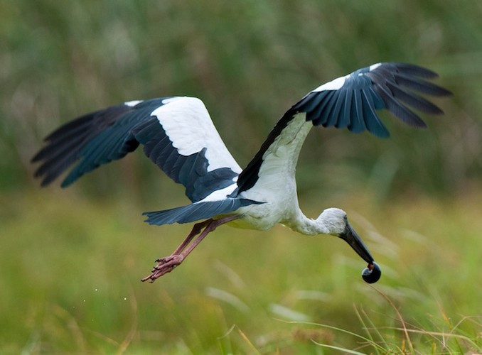 Trên thế giới, cò nhạn phân bố ở các nước trên khu vực Nam Á và Đông Nam Á như Ấn Độ, Sri Lanka, Burma và Thái Lan.