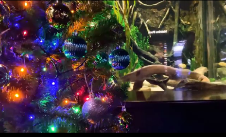 La lung luon dien biet dang status, tu thap sang cay thong Noel