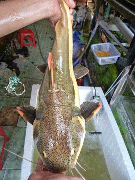 Cá trê đuôi đỏ là 1 trong những loài cá trê to và đẹp nhất sông amazon, chúng góp phần là nguồn sống cho 1 số ngư dân từ thượng nguồn sông Roosevelt đến thác Teotonio. Loài này có tên khoa học là Phractocephalus hemioliopterus.