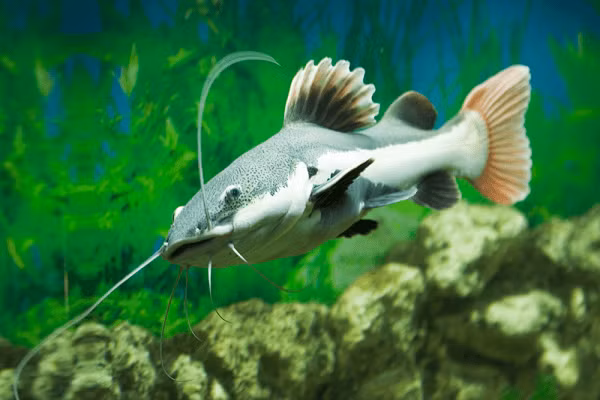 Cá hồng vĩ mỏ vịt không có màu sắc sặc sỡ và cũng không mang tới nhiều ý nghĩa về phong thuỷ nhưng vẫn được dân chơi cá cảnh chuyên nghiệp ưa thích bởi chiếc mỏ vịt cực độc của nó.