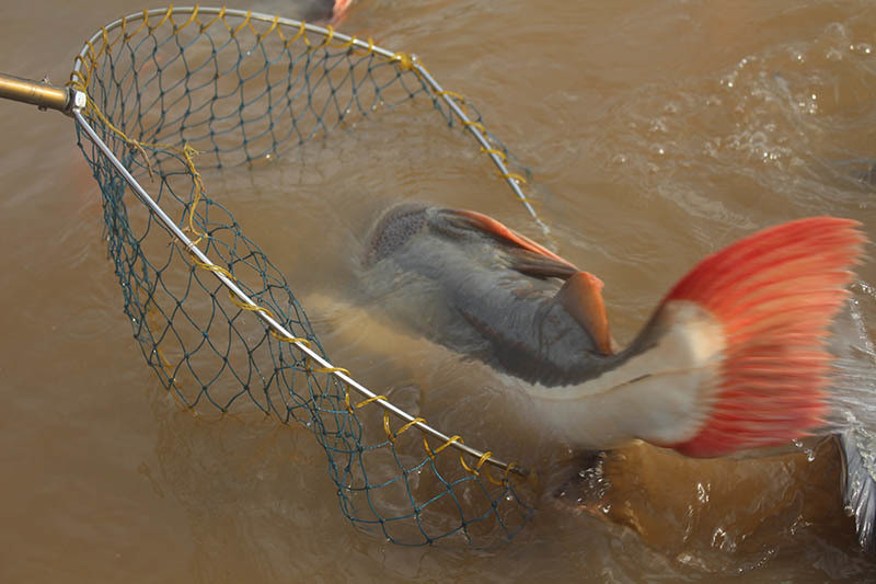Tập tính của cá hồng vĩ mỏ vịt hoạt động nhiều hơn vào ban đêm và thường tập trung thành đàn vào ban ngày dưới đáy bể thuỷ sinh hoặc bất kỳ khu vực trú ẩn nào đã chọn. Cá mỏ vịt cảnh hiện đã giảm đi khá nhiều về tập tính sống về đêm nhờ quá trình lai tạo.