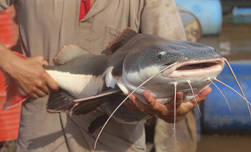 Cá hồng vĩ mỏ vịt rất háu ăn.Chúng thường ăn xác chết ở tầng đáy. Vì kích thước lớn, cá hồng vĩ mỏ vịt được xem là cá thể thao. Người ta nói rằng người bản địa không ăn thịt của cá hồng vĩ mỏ vịt vì có có màu đen.