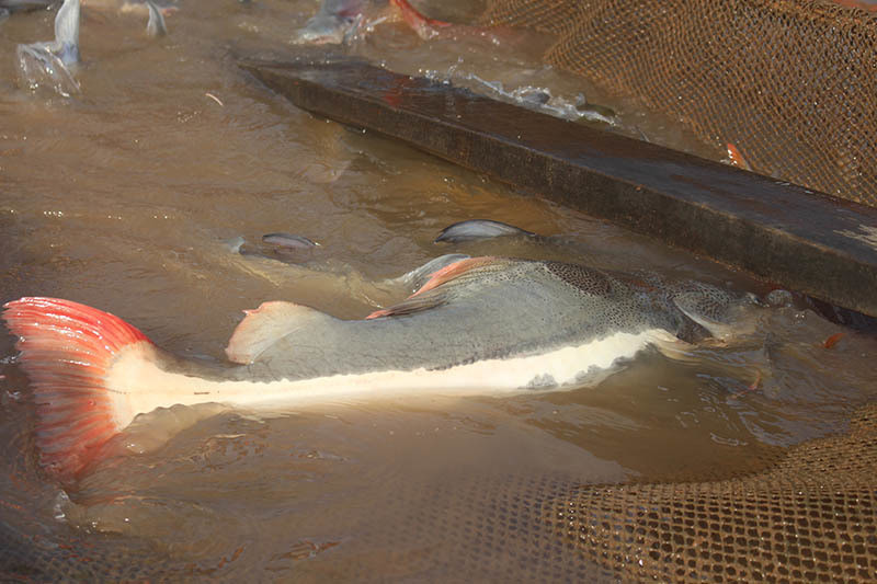 Loài cá này có lưng màu xám xanh, bụng trắng kết hợp với màu đỏ nhạt của đuôi và viền vây khá nổi bật. Các vây trên thân cá đều có ngạnh cứng, một đặc trưng của cá da trơn. Sau nhiều năm lai tạo, các chuyên gia đã khiến màu sắc của chúng có nhiều thay đổi, không còn đơn thuần là màu tối đen toàn thân như ở ngoài tự nhiên.