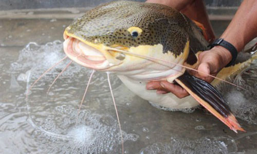 Trong lúc tát ao phía sau nhà, ông Hồ Văn Chiến (60 tuổi, ngụ xã Vĩnh Mỹ B, huyện Hòa Bình, tỉnh Bạc Liêu) bất ngờ bắt được con trê đuôi đỏ (con cá này được xem là "thủy quái" vùng Amazon) nặng khoảng 15 kg. Theo ông Chiến, cách đây 4 năm, ông có mua một con cá có đuôi màu đỏ từ một người dân ở TP Bạc Liêu. Sau đó, ông mang về nuôi chung ao với một số loài cá khác. Đây có thể là con cá trê đuôi đỏ mà tôi mua từ 4 năm trước.