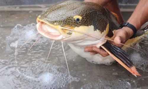 Trong lúc tát ao phía sau nhà, ông Hồ Văn Chiến (60 tuổi, ngụ xã Vĩnh Mỹ B, huyện Hòa Bình, tỉnh Bạc Liêu) bất ngờ bắt được con trê đuôi đỏ (con cá này được xem là "thủy quái" vùng Amazon) nặng khoảng 15 kg. Theo ông Chiến, cách đây 4 năm, ông có mua một con cá có đuôi màu đỏ từ một người dân ở TP Bạc Liêu. Sau đó, ông mang về nuôi chung ao với một số loài cá khác. Đây có thể là con cá trê đuôi đỏ mà tôi mua từ 4 năm trước.