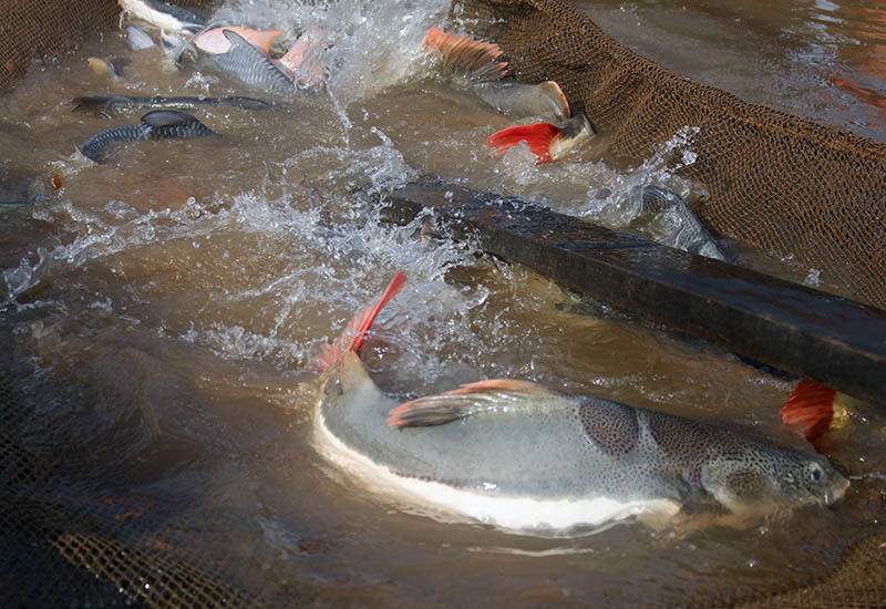 Loài cá này rất dễ bị giật mình dù chỉ là sự chuyển động nhẹ của môi trường bên ngoài hoặc bật đèn đột ngột vào ban đêm. Khi sợ hãi, chúng thường di chuyển không xác định và dễ va đập khiến da bị xước. Ngoài ra, cá hồng vĩ cũng dễ bị phai màu nếu vớt lên liên tục, tuy nhiên đây chỉ là hiện tượng nhất thời.