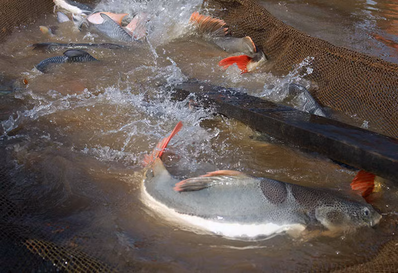 Loài cá này rất dễ bị giật mình dù chỉ là sự chuyển động nhẹ của môi trường bên ngoài hoặc bật đèn đột ngột vào ban đêm. Khi sợ hãi, chúng thường di chuyển không xác định và dễ va đập khiến da bị xước. Ngoài ra, cá hồng vĩ cũng dễ bị phai màu nếu vớt lên liên tục, tuy nhiên đây chỉ là hiện tượng nhất thời.