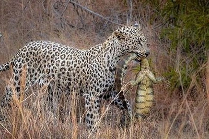 Xung quanh loài báo hoa mai, có nhiều sự thực thú vị. Kiến Thức mời bạn đọc cùng tìm hiểu. Báo hoa mai, thường gọi tắt là báo hoa, có tên khoa học là Panthera pardus, là một trong bốn loài mèo lớn thuộc chi Panthera sinh sống ở châu Phi và châu Á.