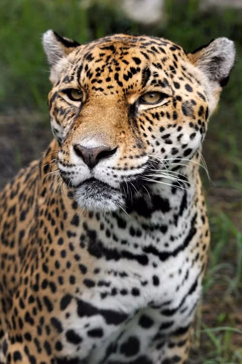 Tuy thân hình tương đối nhỏ so với các loại mèo lớn khác nhưng báo hoa mai là những kẻ săn mồi nguy hiểm đáng sợ.