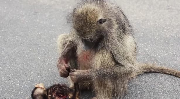 Thay xac con bi xe tong, khi me lam hanh dong dau xe long