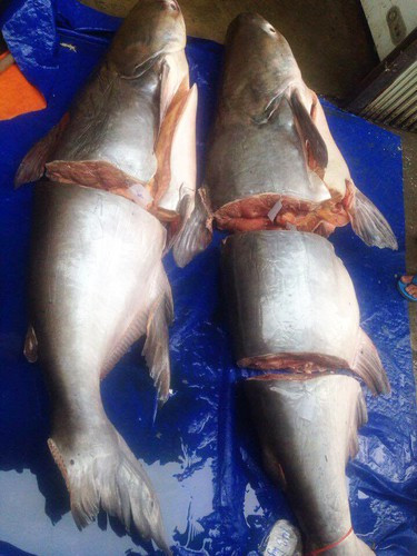 Cá tra dầu còn đặc biệt được quan tâm bởi đây là loài cá chỉ báo về sức khoẻ và hệ sinh thái của dòng Mê Kông.