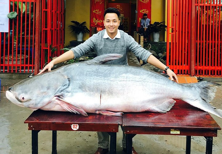 Cá tra dầu sống trong vùng hạ lưu sông Mê Kông (Lào, Thái Lan, Campuchia và Việt Nam).