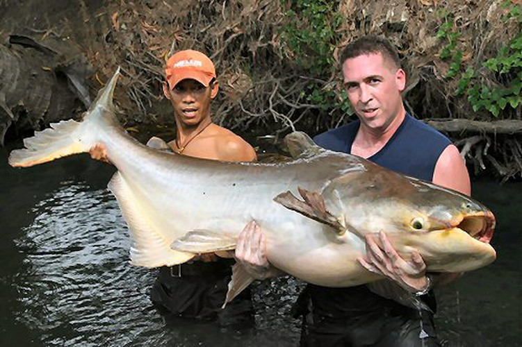 Loài cá này có thể phát triển chiều dài đến 3m và trọng lượng có thể đến 300 kg, cá tra dầu có thể xem là loài cá nước ngọt lớn nhất thế giới được biết đến.