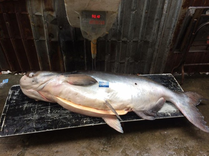 Cá tra dầu có đầu to và dẹp, miệng rộng có râu, lưng màu nâu thẫm. Loài cá này chỉ ăn thực vật thủy sinh.