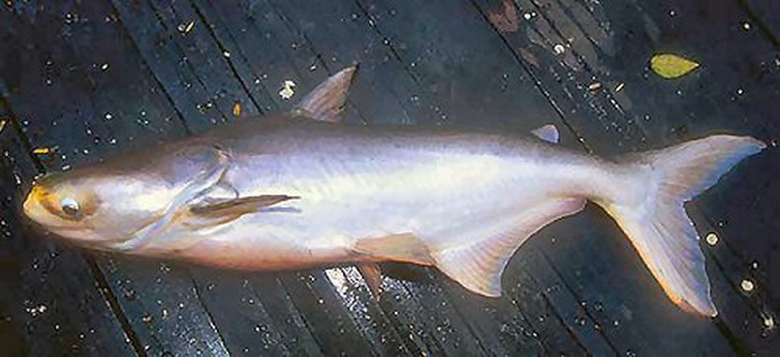 Cá tra dầu nằm trong Sách đỏ Việt Nam và Sách đỏ của IUCN, được xếp vào hạng cực kỳ nguy cấp (nguy cơ tiệt chủng trong tự nhiên rất cao).