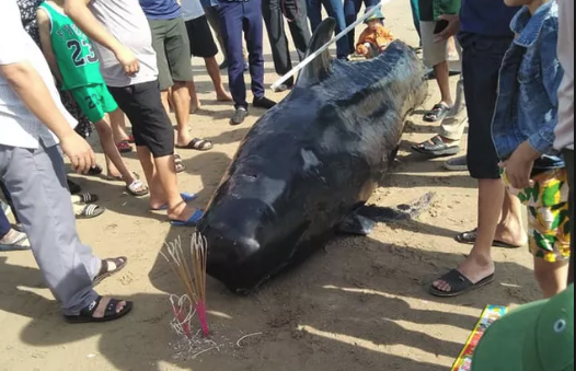 Trước đó, vào 10/6, xác con cá voi khổng lồ, nặng gần 1 tấn trôi dạt vào bờ biển ở Hà Tĩnh, được một ngư dân phát hiện trong lúc ra biển để đánh cá. Con cá voi này dài khoảng 4 m, nặng gần 1 tấn, ở phần bụng cá màu trắng, thân màu đen và có những đường sọc sẫm nhạt chạy dọc thân.