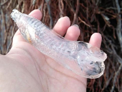 Cá thể sinh vật biển kỳ quái có cơ thể trong suốt dạt vào bờ biển ở Philippines khiến người dân địa phương bối rối. Con cá lạ có cơ thể trong suốt dài khoảng 4 inch giống như một vật trang trí bằng thủy tinh. Phần màu sắc duy nhất trên cơ thể nó là một quả bóng có màu cam nhỏ phía gần đuôi được cho là nơi chưa trái tim và dạ dày của cá.