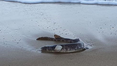 Dân địa phương ở bang Victoria, Australia đã rất ngạc nhiên khi họ tình cờ nhìn thấy sinh vật trông kỳ quái cá phát sáng dạt vào bãi biển ở phía đông nam của bang. Các chuyên gia về động vật sau đó đã xác nhận, đó là cá thể thuộc loài cá mập thuộc loài hiếm gặp. Đáng chú ý, con cá mập này có khả năng phát sáng trong bóng tối, giúp chúng dễ dàng liên lạc với nhau.