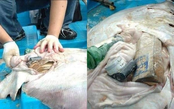 Xác một con cá đuối chết dạt bờ và bàng hoàng với những thứ được tìm thấy bên trong bụng con vật. Trong bụng cá đuối là gói thuốc lá, cuốn sách, chai nhựa rỗng và máy ảnh kỹ thuật số khiến nhiều người sốc.