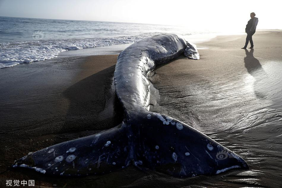 Con cá voi xám khổng lồ chết thảm, dạt bờ đã được phát hiện ở bãi biển thuộc khu vực vịnh San Francisco, California, Mỹ, gây xôn xao dư luận.