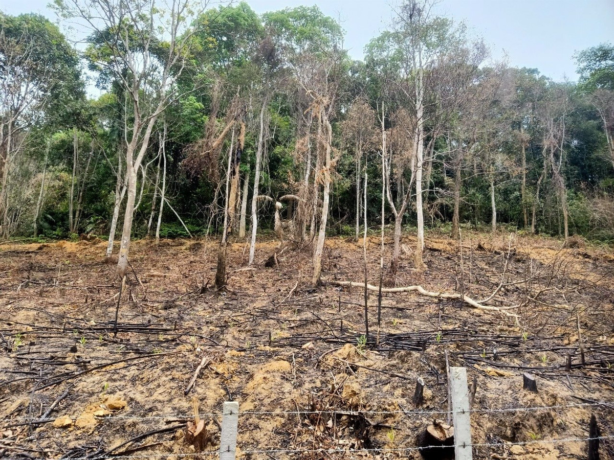 Người đàn ông ở Hà Tĩnh bị phạt gần 38 triệu vì phá rừng Nguoi dan ong o Ha Tinh bi phat gan 38 trieu vi pha rung