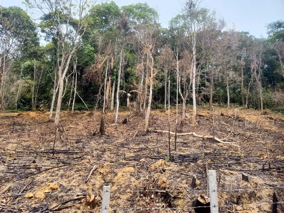 Nguoi dan ong o Ha Tinh bi phat gan 38 trieu vi pha rung