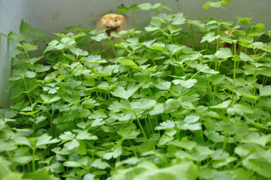 Ngoài ra, tác dụng của rau mùi còn được chứng minh ngăn ngừa các bệnh nhiễm trùng như viêm kết mạc và được sử dụng để điều chế nhiều loại thuốc mắt. Ảnh: nguoiduatin.