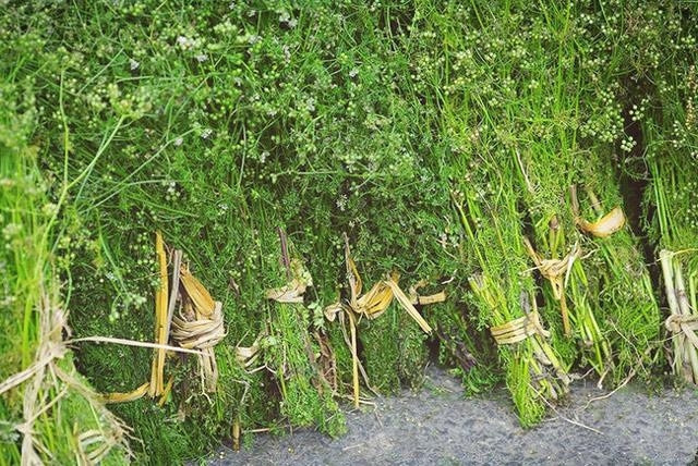 Bên cạnh đó, rau mùi còn giúp xương chắc khỏe do canxi và các khoáng chất khác có trong loại rau này hỗ trợ tái tạo xương và ngăn ngừa sự thoái hóa của xương. Ảnh: vietnammoi.