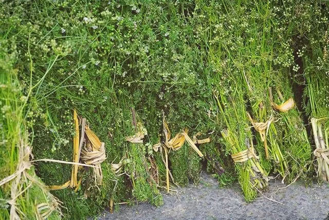 Bên cạnh đó, rau mùi còn giúp xương chắc khỏe do canxi và các khoáng chất khác có trong loại rau này hỗ trợ tái tạo xương và ngăn ngừa sự thoái hóa của xương. Ảnh: vietnammoi.