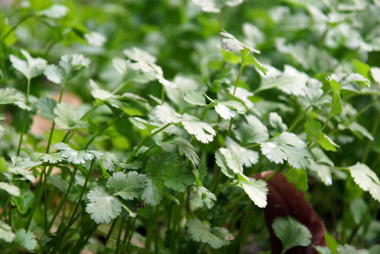 Theo các chuyên gia, rau mùi chứa ion canxi tương tác với cholinergic, vì vậy ăn rau mùi sẽ giảm nguy cơ các bệnh tim mạch như đau tim và đột quỵ. Ảnh: vietbao.