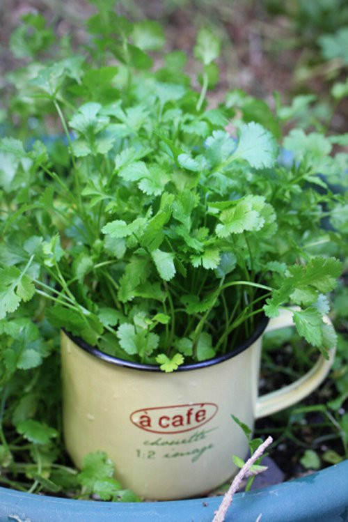 Rau mùi chứa phốt pho, vitamin A, vitamin C, chất chống oxy hoá hỗ trợ ngăn ngừa chứng rối loạn thị giác, vì vậy loại rau này còn rất tốt cho thị lực. Ảnh: hstatic.