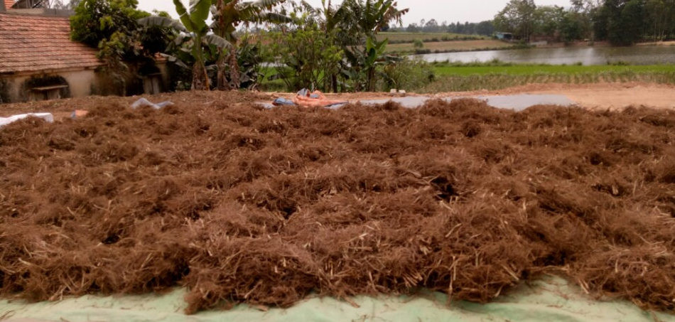 Rễ hương bài đã được nhiều người cất thành tinh dầu có mùi rất thơm mà không độc hại. Ảnh: nguyenlieulamhuong.